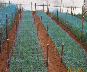 netting practice in carnation